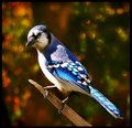 IMG_8589ann.jpg