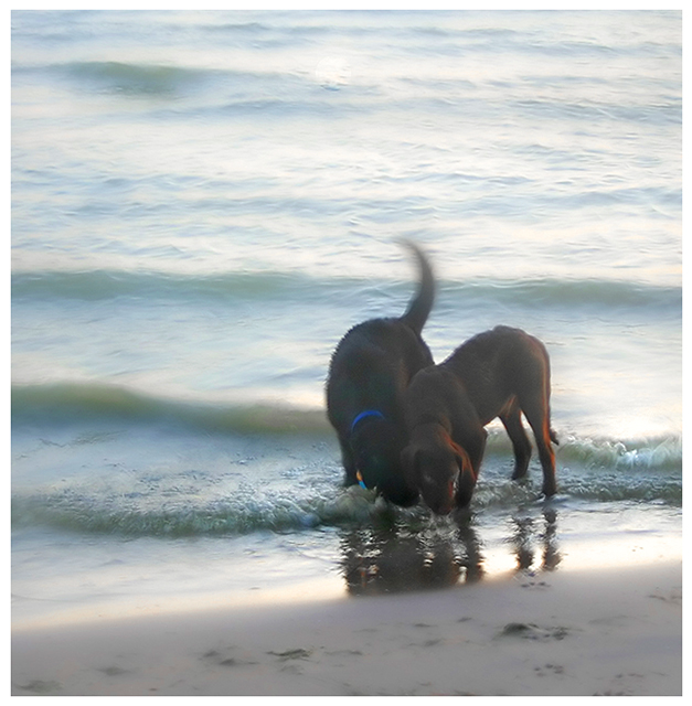 Duke and Friend.jpg