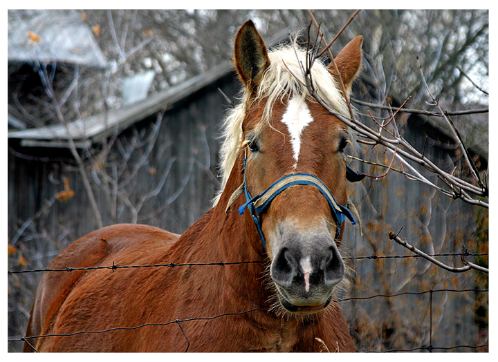 By The Barn.jpg