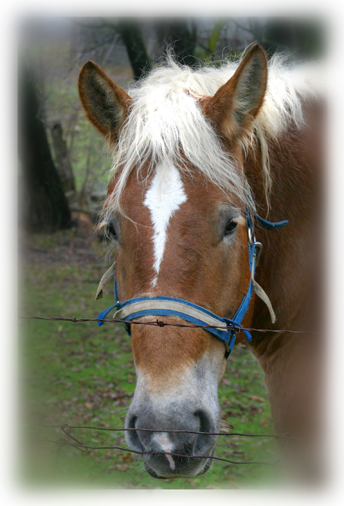Portrait of a Horse.jpg