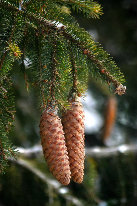 Winter-Cones.jpg