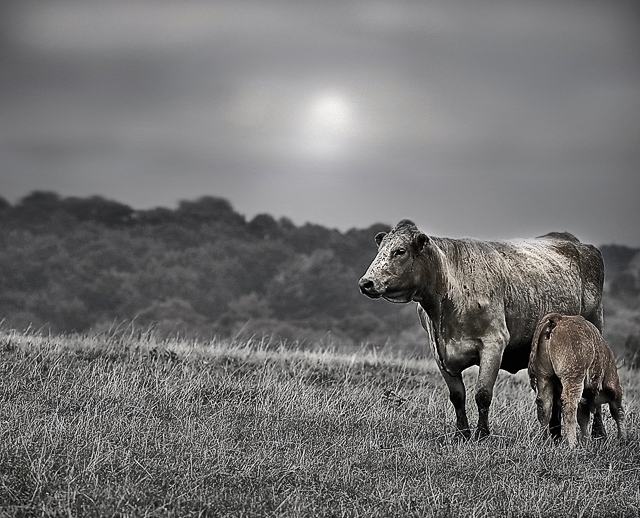 Bovines.jpg
