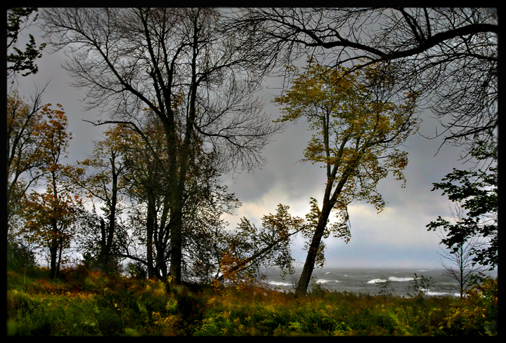 Wind-In-The-Trees.jpg