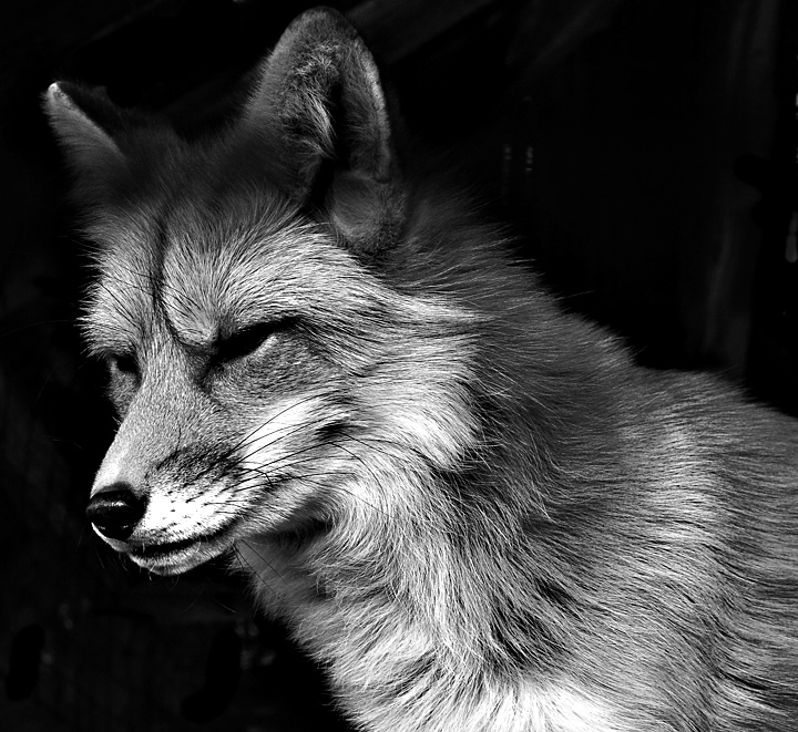 Fox-In-Black-and-White.jpg