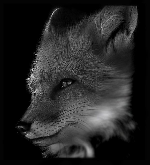 Black-&-White-Fox-2.jpg