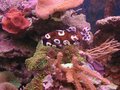 Clownfish and Coral.JPG