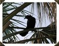 Black bird DPC.jpg