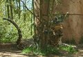 Camouflage.JPG