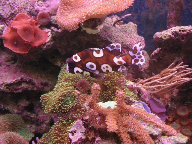 Clownfish and Coral.JPG