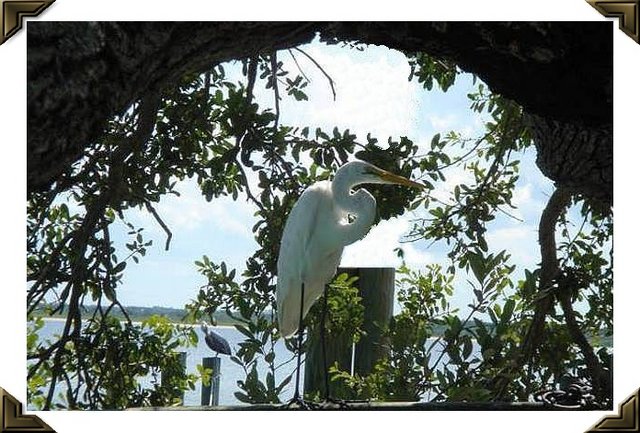 Egret and Pelican II DPC (2).jpg