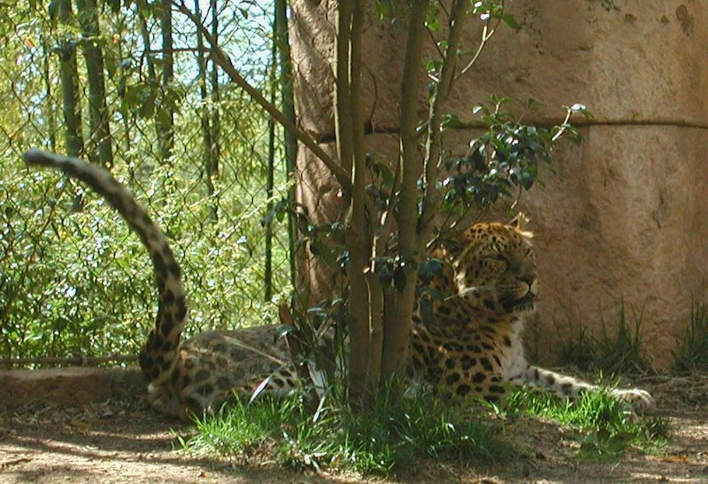 Camouflage.JPG