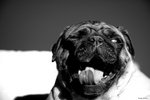 It's a Dog Thing
