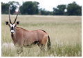 Oryx