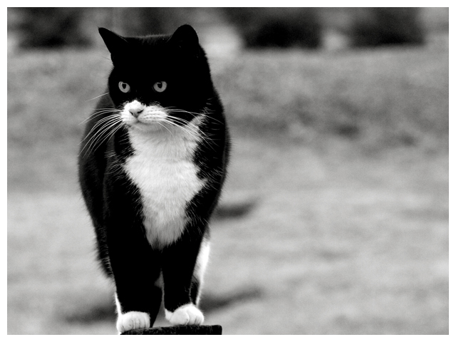 Cool Cat