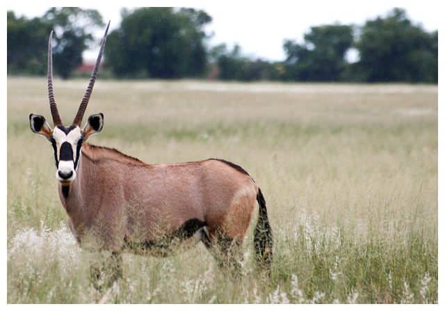 Oryx