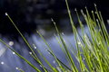 Grass