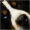 These eyes of mine