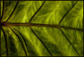 Lines