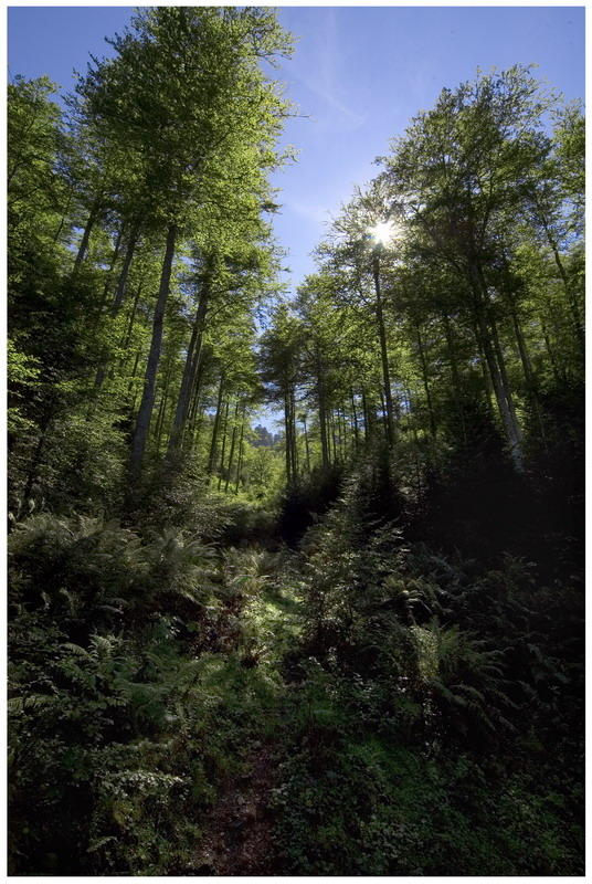 Route Forestiere, Lac Bethmale