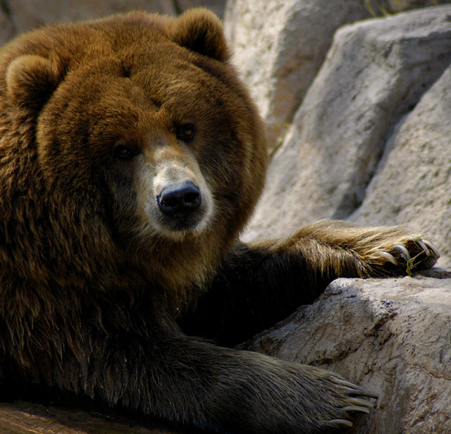 Brown Bear