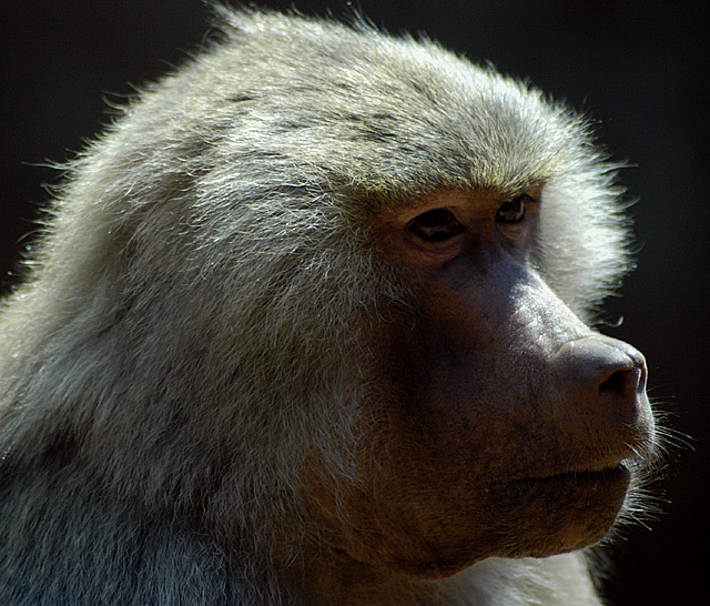 Monkey