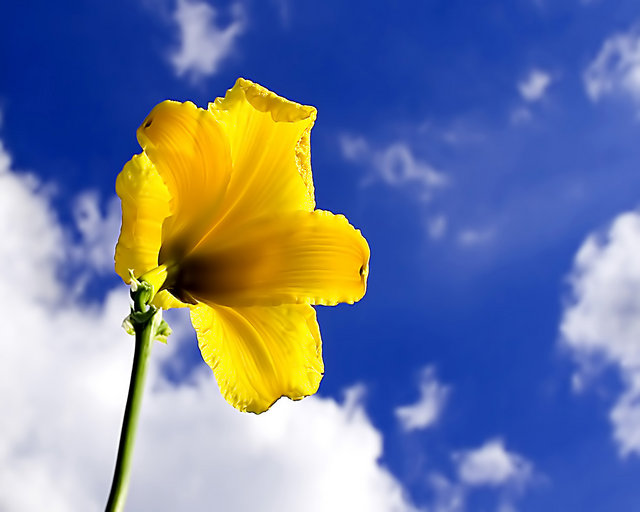Petals Up