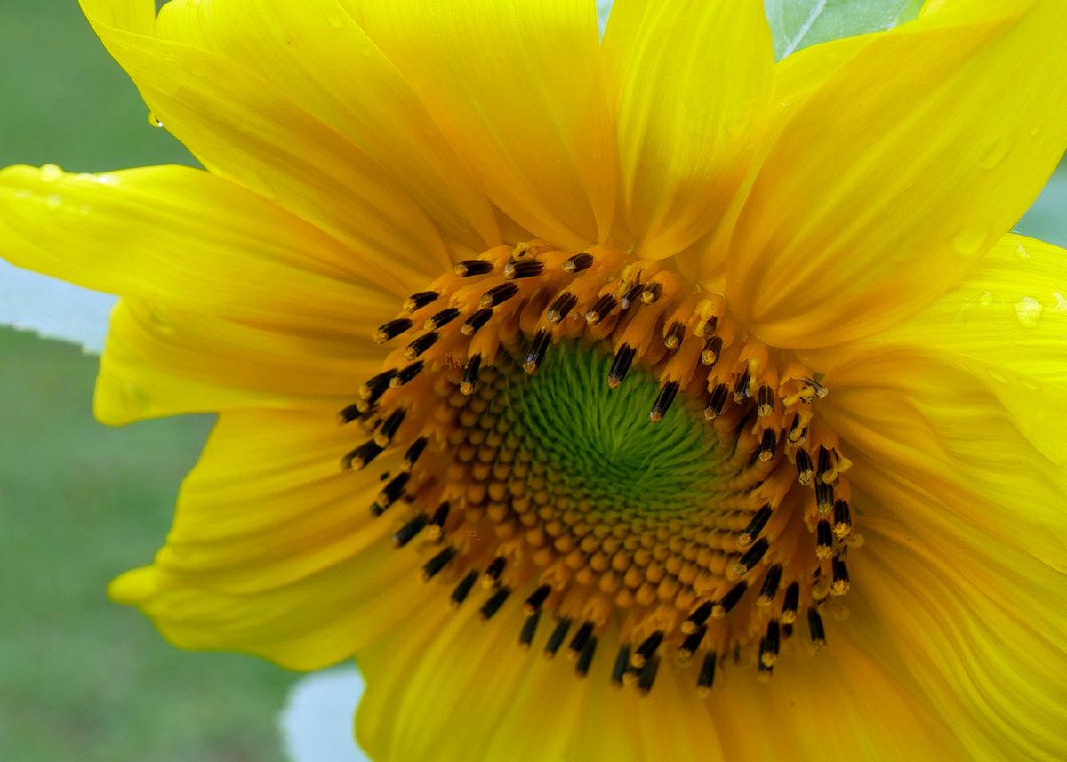 Sunflower_P1000091