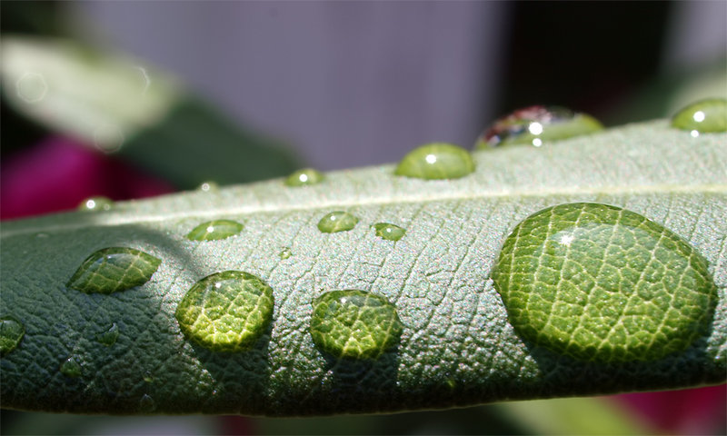 rain
