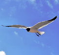 laughing gull