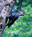 pileated one