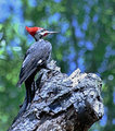 pileated 2
