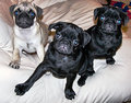 Pugs, pugs, pugs II