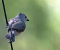 tufted titmouse