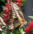 Love these bottlebrushes