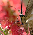 Getting Pollen