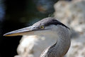 Heron on the Rocks