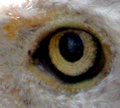 EAGLE EYE, literally