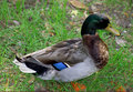 I am just ducky, thanks!