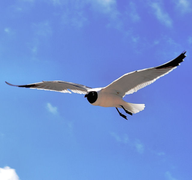 laughing gull