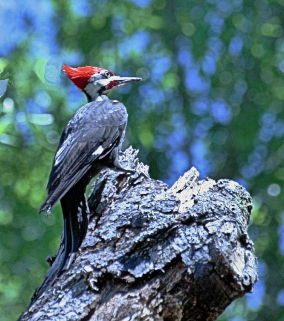 pileated 2