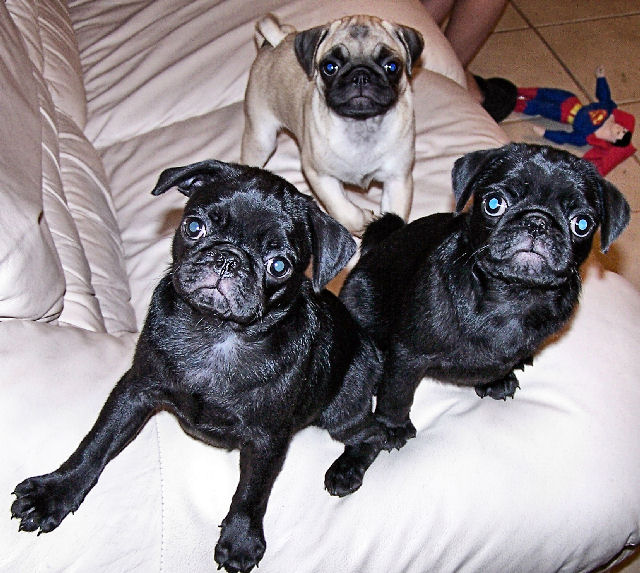 Pugs, pugs, pugs I