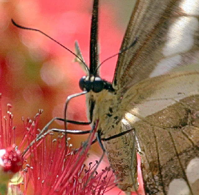 butterfly macro A