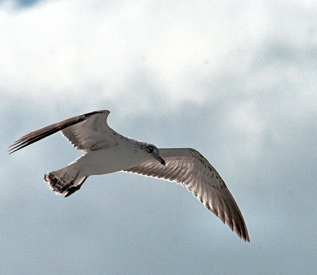 Gull in Sky