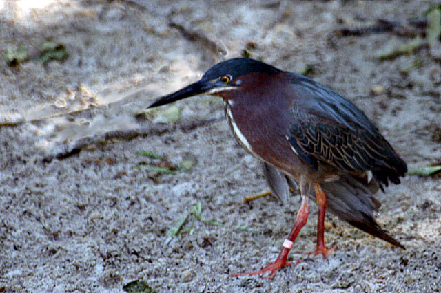 Hurt Heron