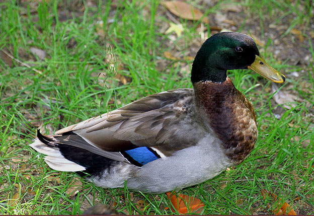 I am just ducky, thanks!