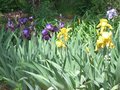 Wild Iris.JPG