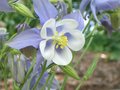 blue columbine.JPG