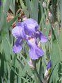 Delicate Iris.JPG