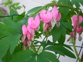 Bleeding Heart.jpg