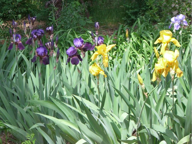 Wild Iris.JPG